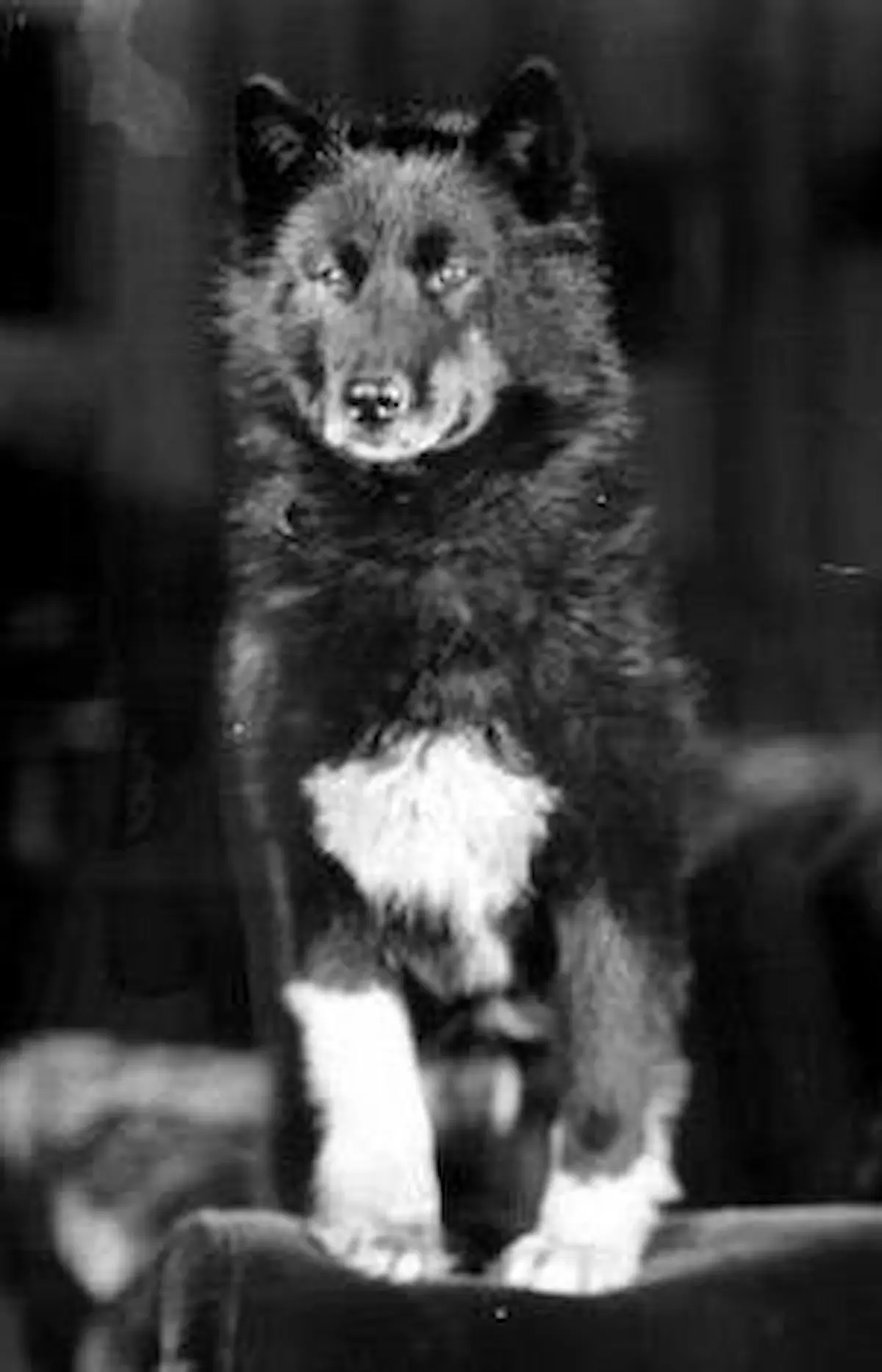 Balto, the sled dog who delivered diphtheria serum to Nome, Alaska in 1925
