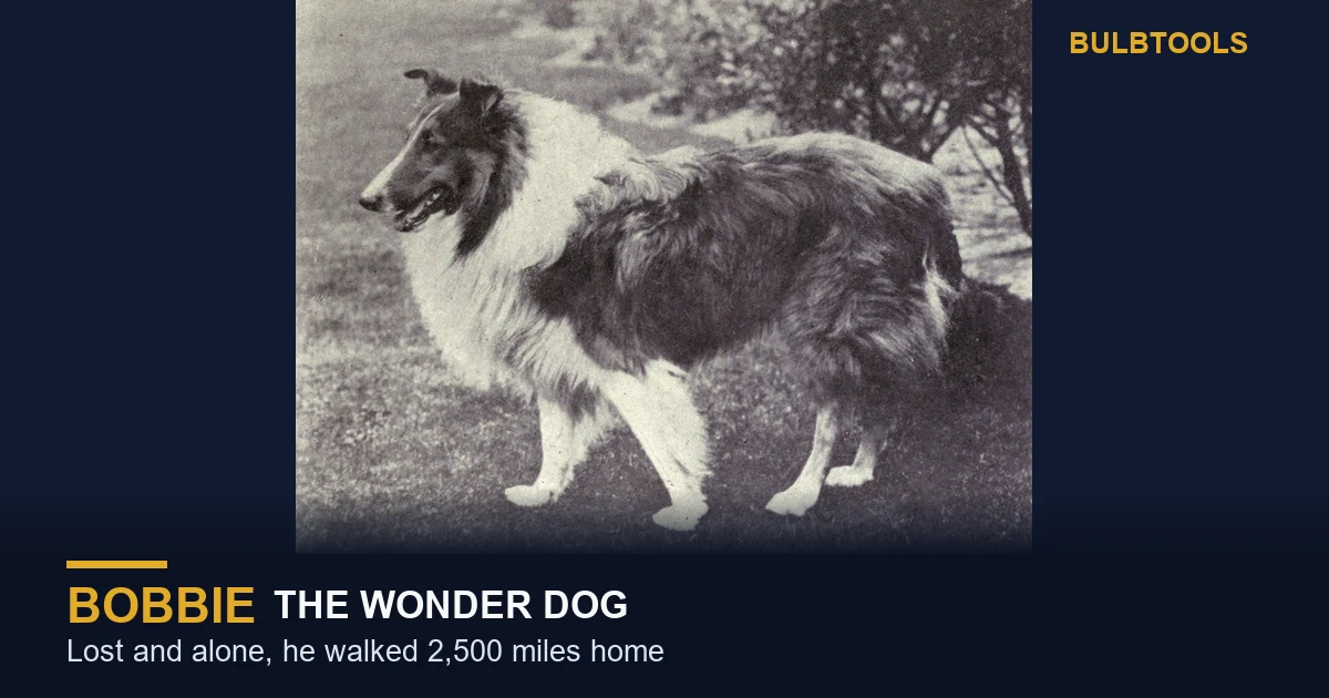 A Collie like Bobbie the Wonder Dog, who walked 2,500 miles home across America