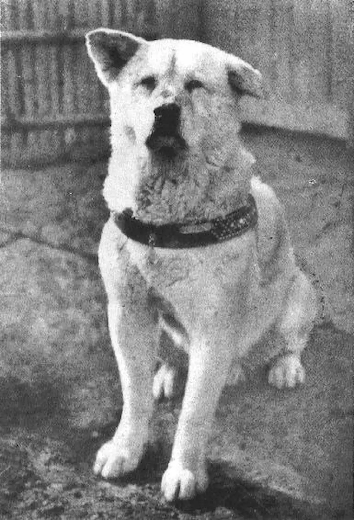 The bronze statue of Hachiko the loyal Akita dog at Shibuya Station in Tokyo