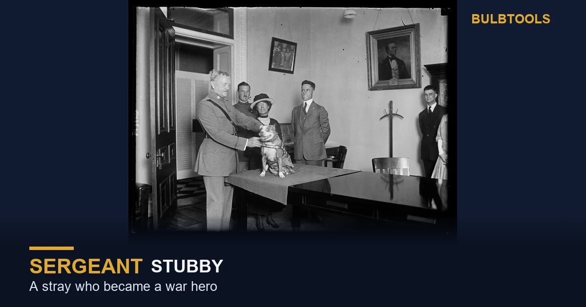 Sergeant Stubby, the most decorated war dog of World War I